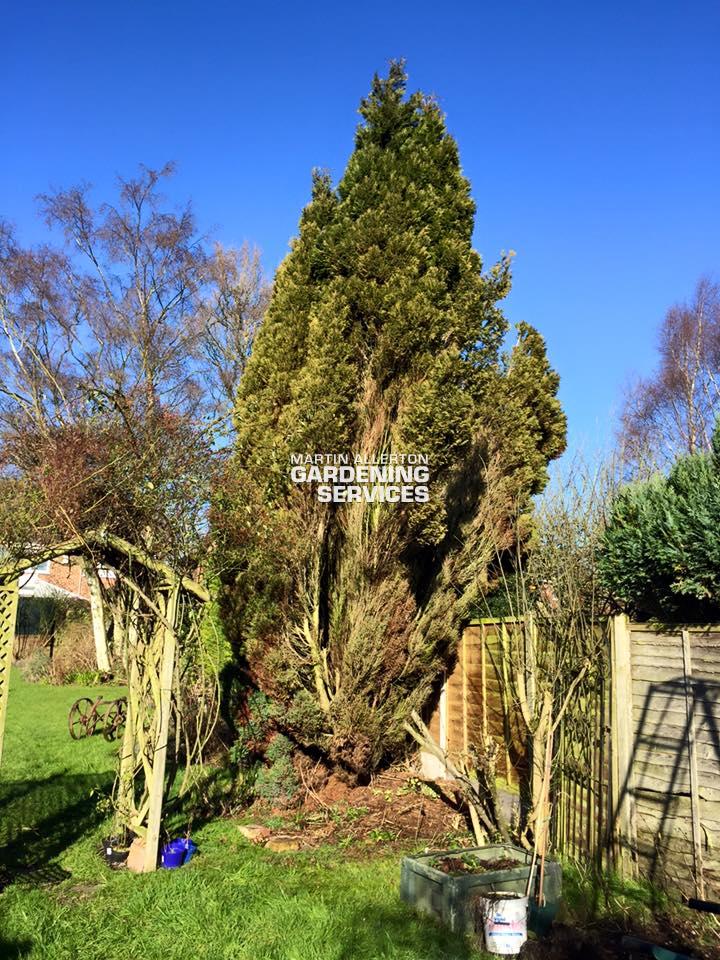 Kingstone conifer tree removal - before