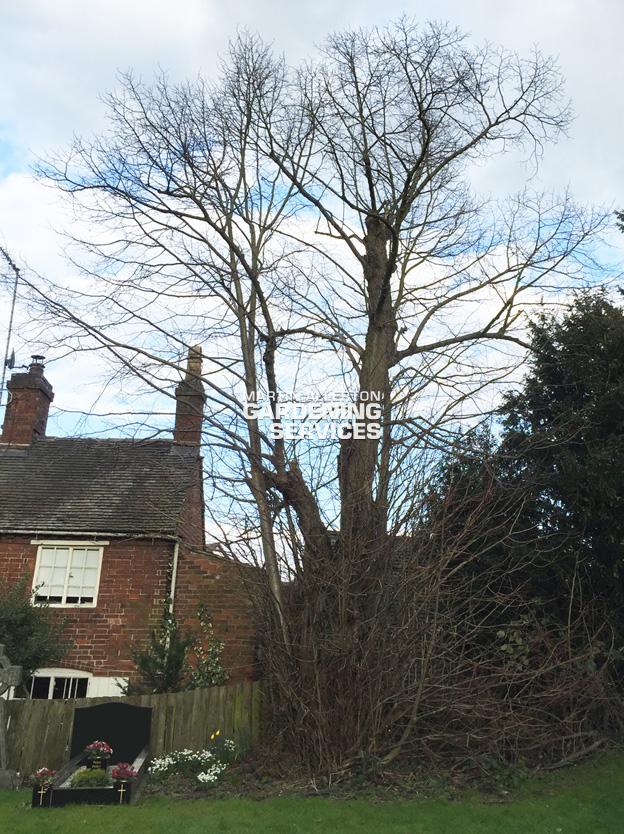 Great Haywood tree removal - before