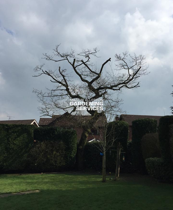 Stoke-on-Trent oak tree crown reduction - after