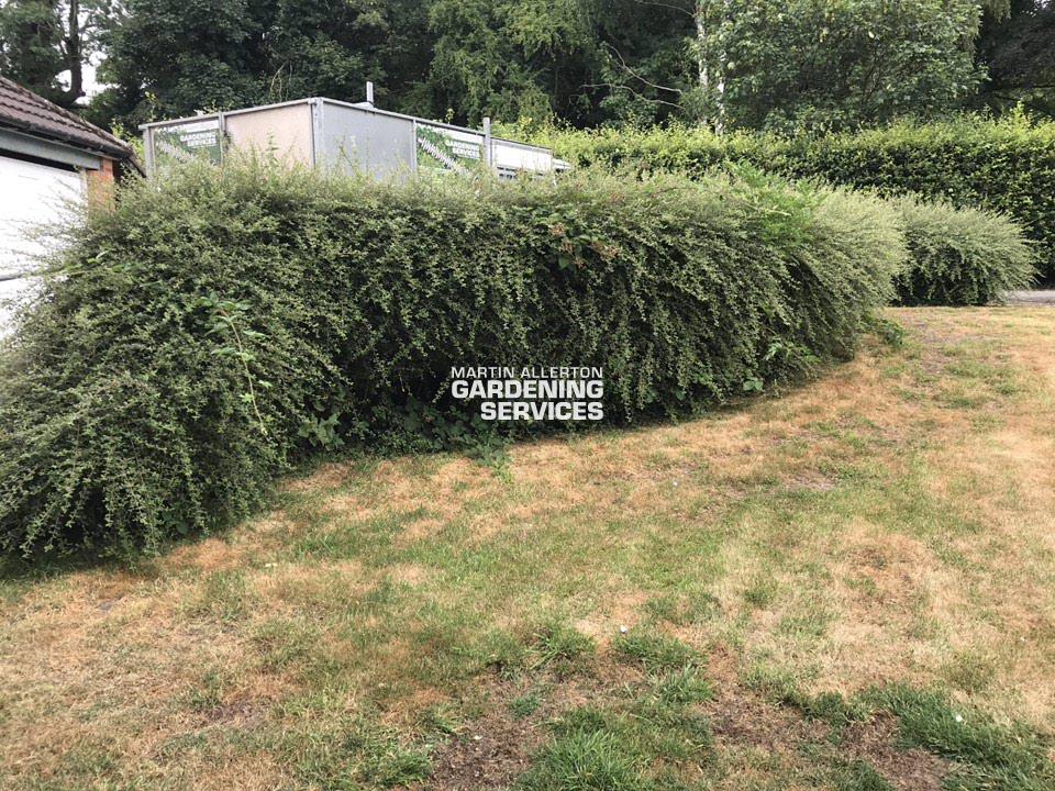 Eccleshall hedge cut - before