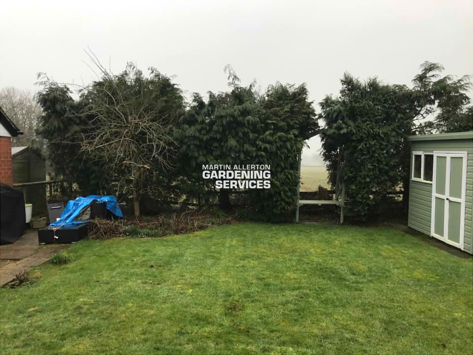 Yarnfield conifer hedge removal - before