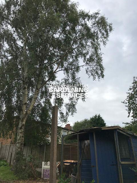 Stone large conifer tree removal - after