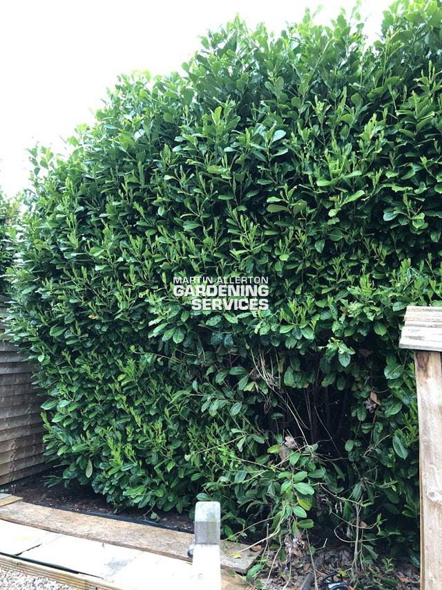 Yarnfield laurel hedge removal - before