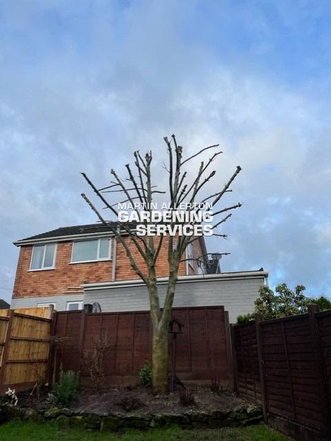 Tittensor crown reduction of sycamore tree - after