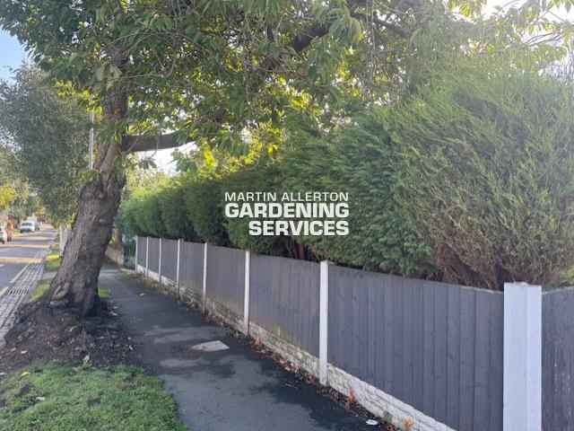 Trentham hedge removal - before