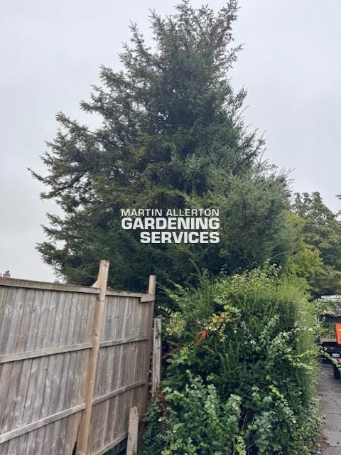 Trentham yew tree removal - before