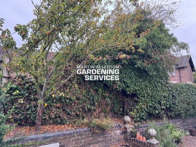 Keele fence removal and hedge reduction - before