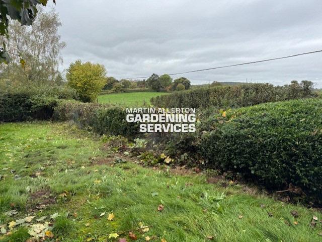 Wetwood hedge reduction and cut - after