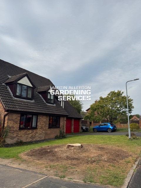 Yarnfield conifer tree removal - after