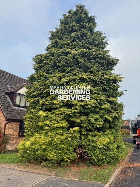 Yarnfield conifer tree removal - before