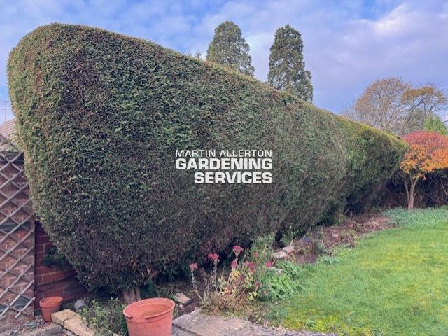 Stone hedge removal - before