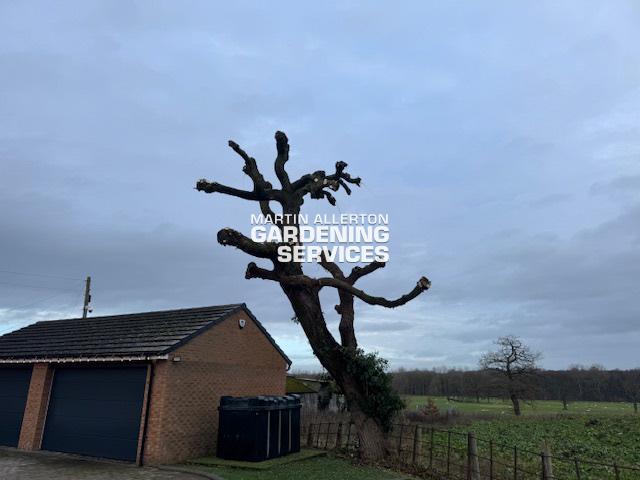 Pollarding willow tree - after