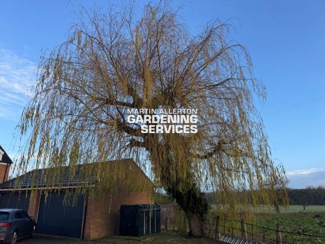 Pollarding willow tree - before