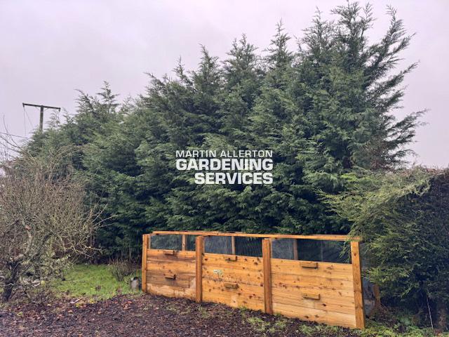 Stafford conifer reduction - before