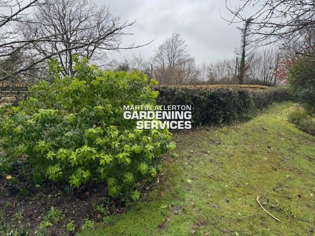 Stafford mixed hedge reduction - after