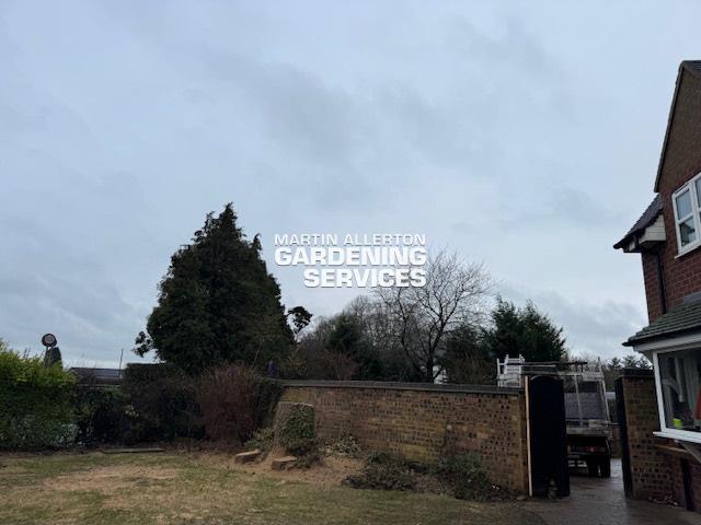 Aston oak tree reduction - after