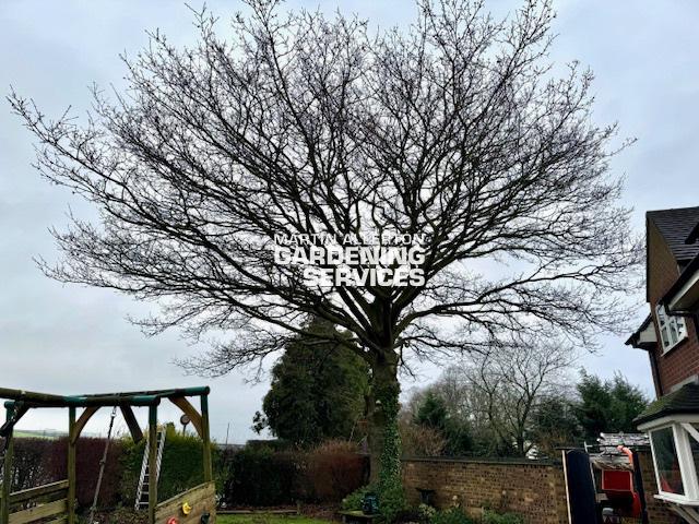 Aston oak tree reduction - before
