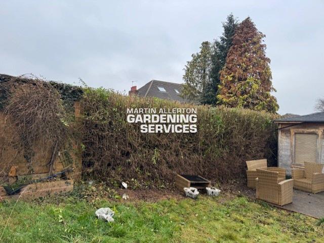 Stone privet hedge reduction - after