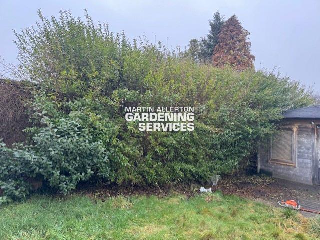 Stone privet hedge reduction - before