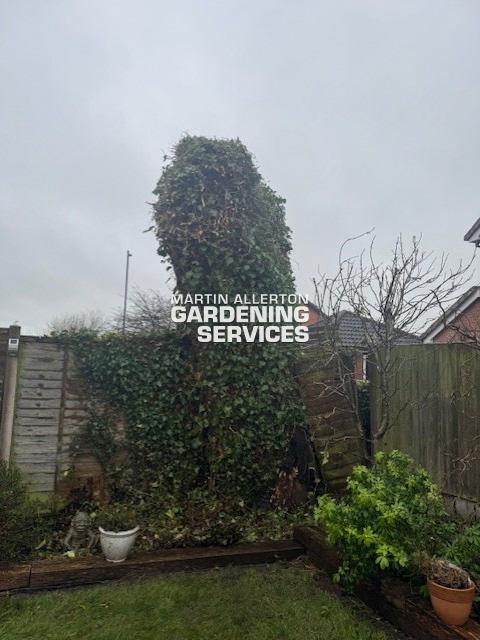 Uttoxeter ivy growth reduction - after