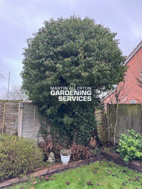 Uttoxeter ivy growth reduction - before