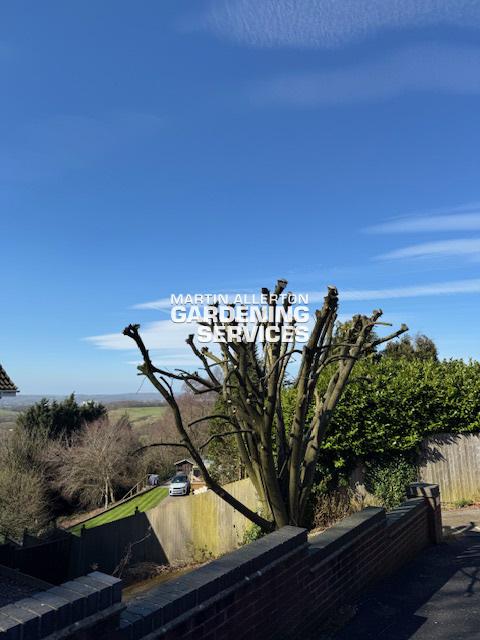 Meir Heath goat willow pollarded - after