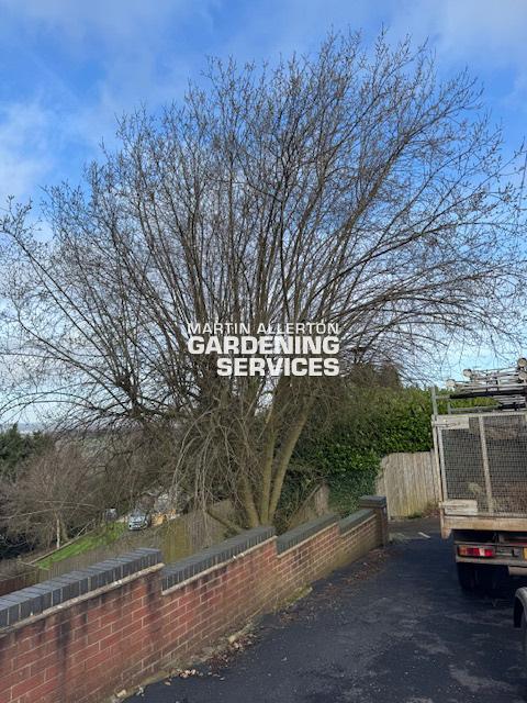 Meir Heath goat willow pollarded - before