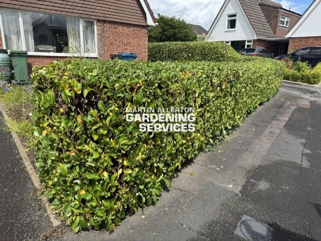 Stone laurel hedge cut - after