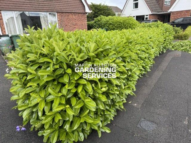 Stone laurel hedge cut - before
