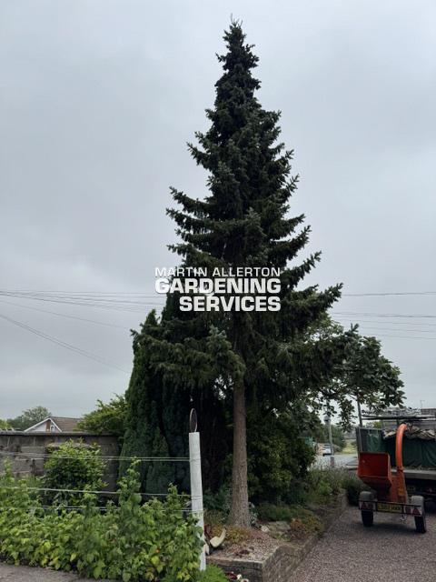 Stone fir tree removal - before